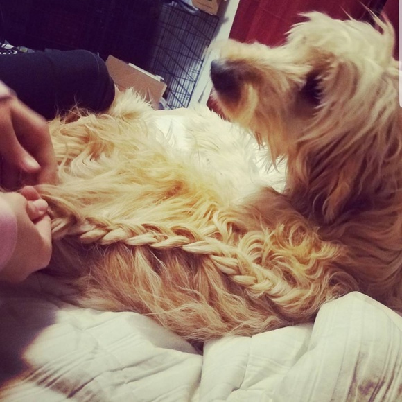 Dog friendly smoke free home. - Picture 3 of 3